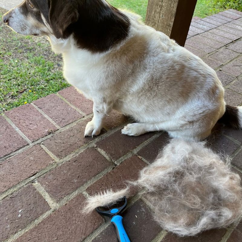 MascotaClean™ | Cepillo Deslanador para Perros y Gatos