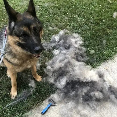 MascotaClean™ | Cepillo Deslanador para Perros y Gatos